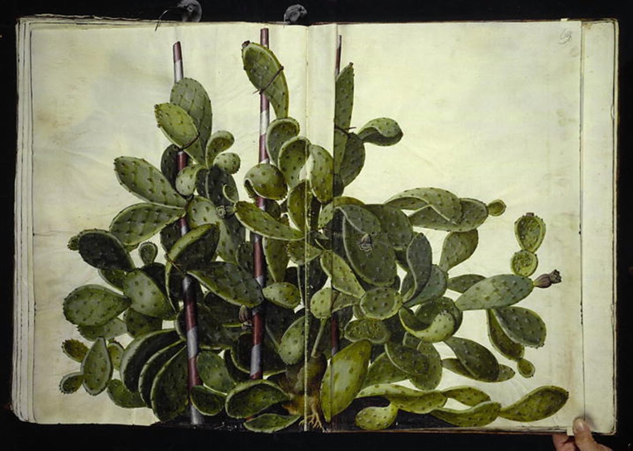 Opuntia ficus-indica、Opuntia humifusa または Opuntia monacantha (art af figenkaktus) 作： ハンス・サイモン・ホルツベッカー