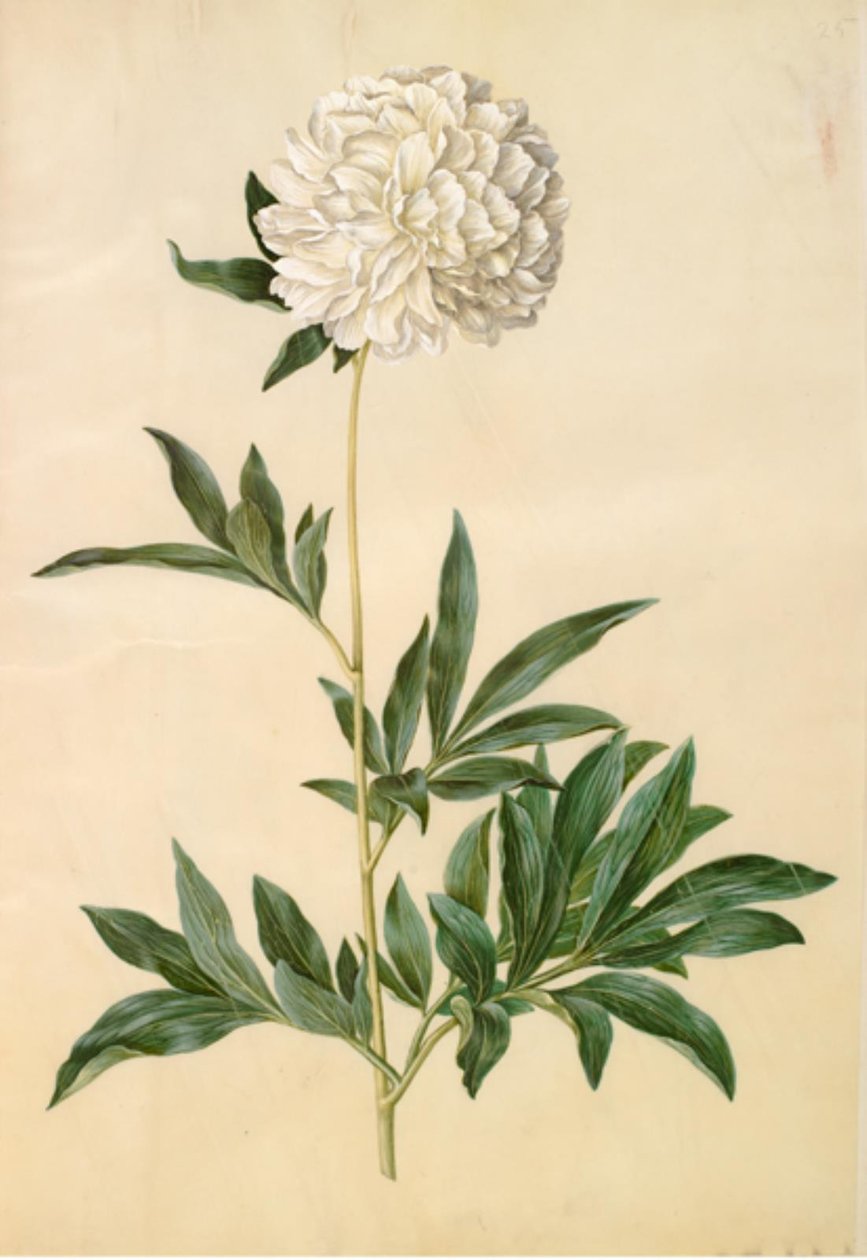 Paeonia lactiflora (芍薬) 作： ハンス・サイモン・ホルツベッカー