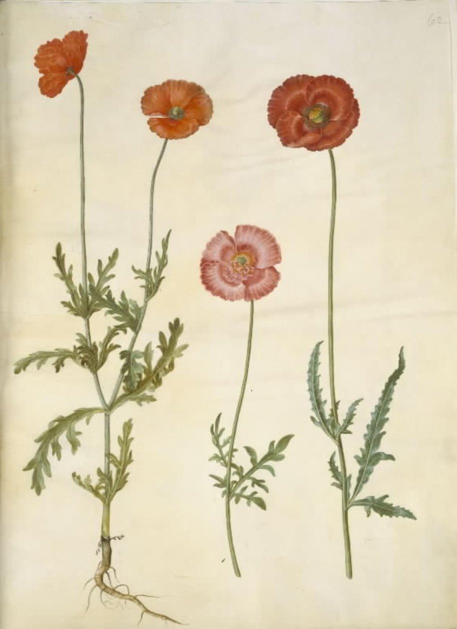 Papaver dubium (フェンスケシ); ヒナゲシ (ケシの実) 作： ハンス・サイモン・ホルツベッカー