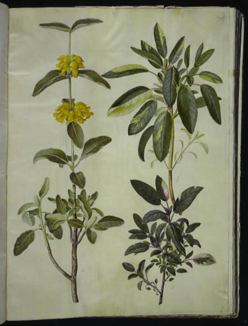 Phlomis fruticosa (キンギョソウ); サルビア オフィシナリス (セージ) 作： ハンス・サイモン・ホルツベッカー