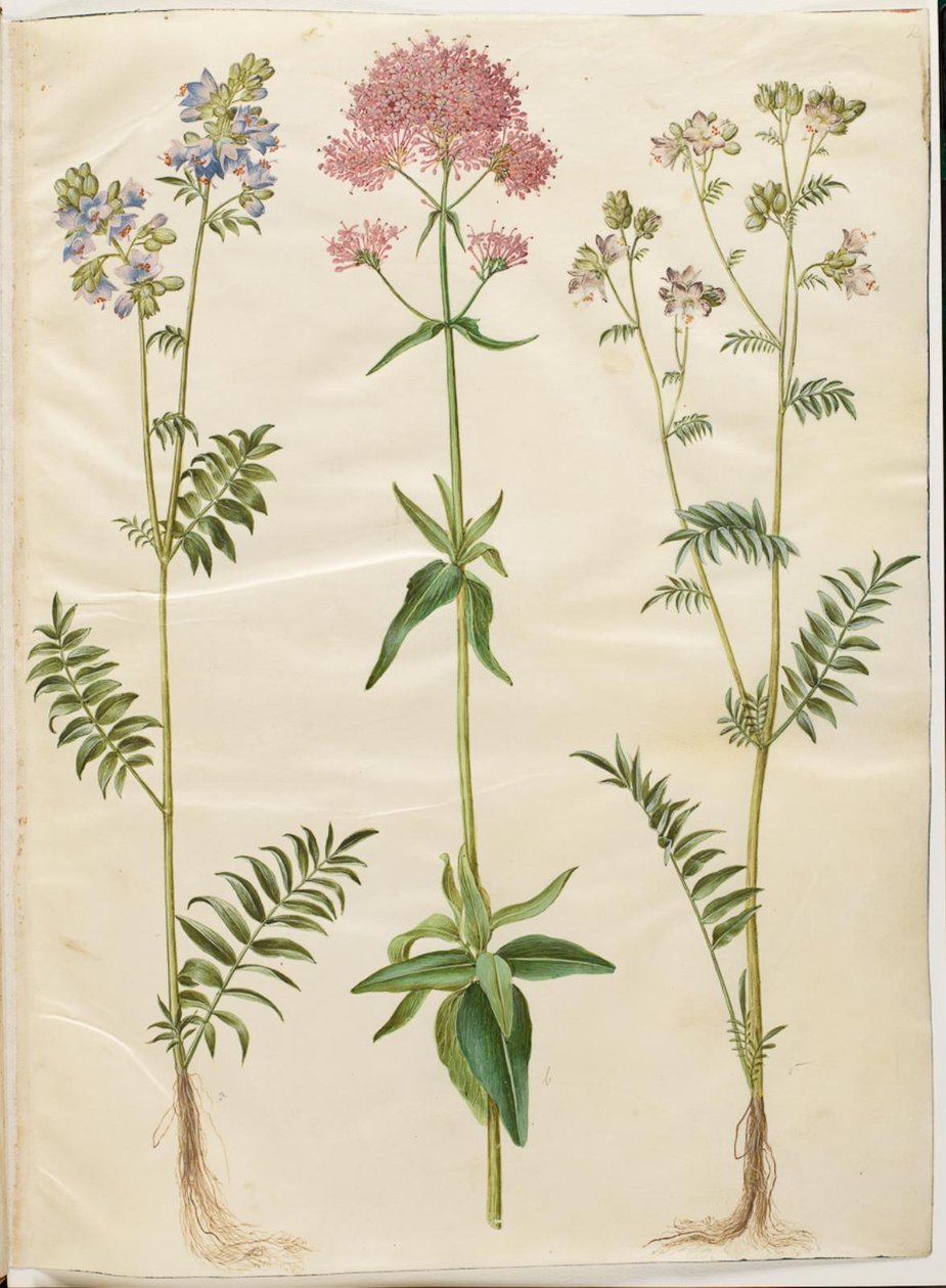 Polemonium caeruleum (一般的なヤコブのはしご); Centranthus ruber (赤い胞子バレリアン) 作： ハンス・サイモン・ホルツベッカー