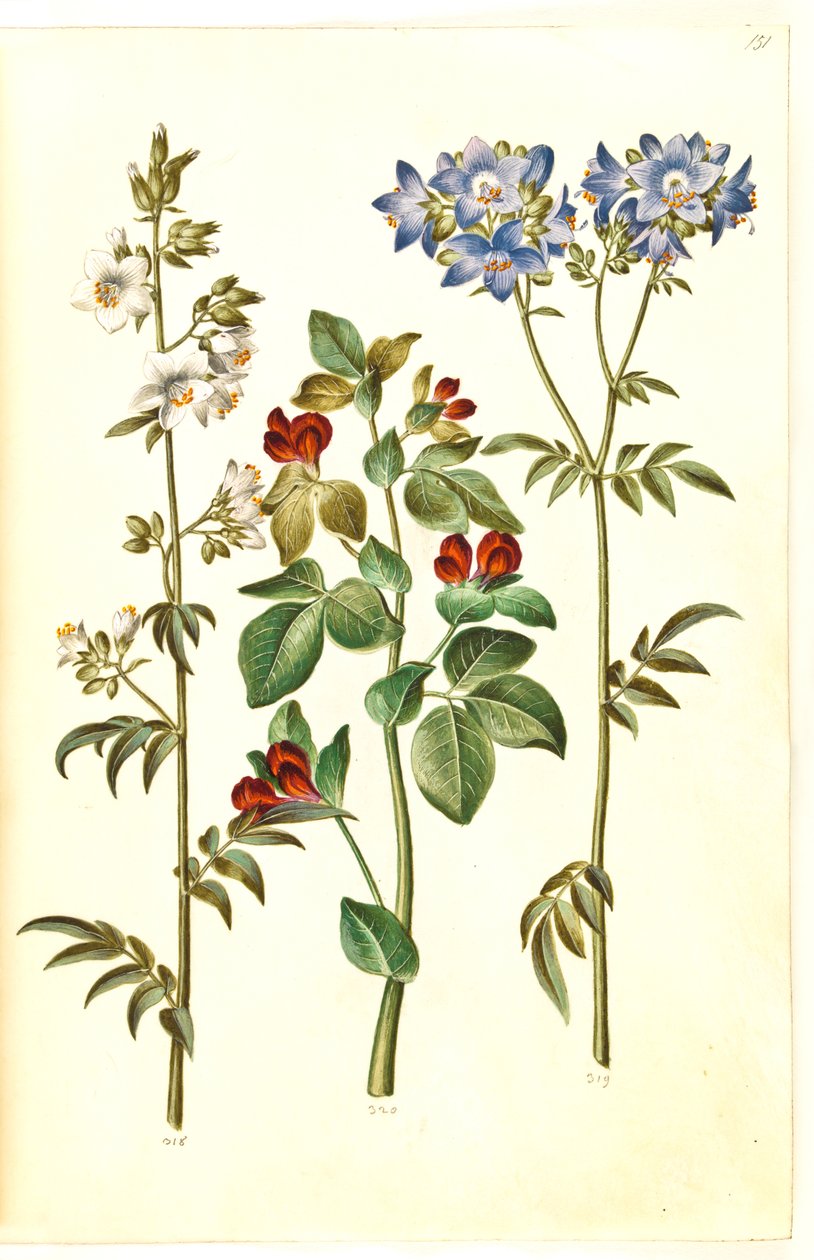 Polemonium caeruleum (一般的なヤコブのはしご); Lotus tetragonolobus (アスパラガスエンドウ) 作： ハンス・サイモン・ホルツベッカー