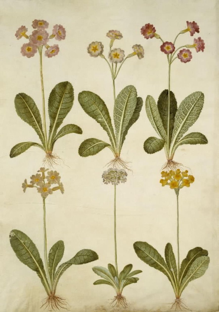 Primula veris (中空首のササゲ ハイブリッド); Primula farinosa (ササゲ) 作： ハンス・サイモン・ホルツベッカー