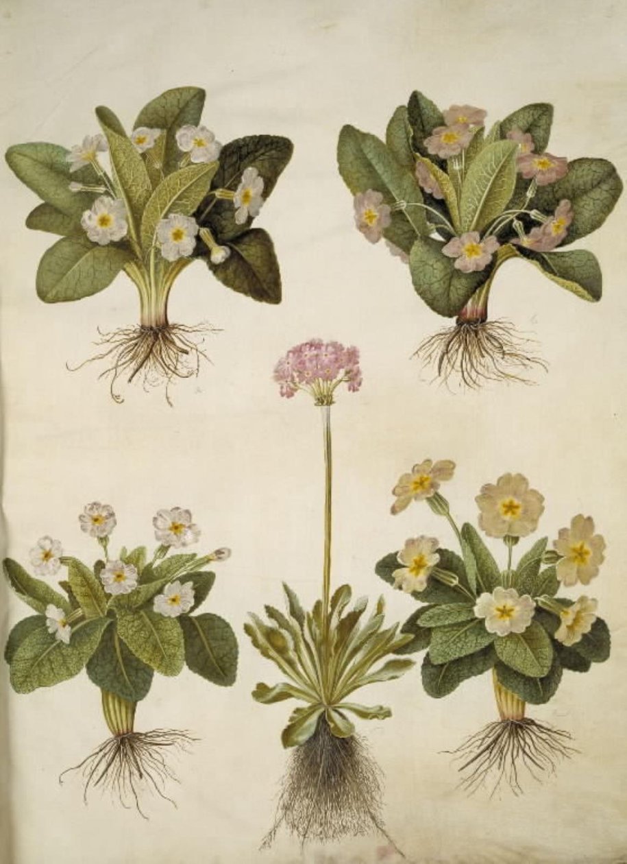 Primula vulgaris (大輪サクラソウのハイブリッド); Primula farinosa (ササゲ) 作： ハンス・サイモン・ホルツベッカー
