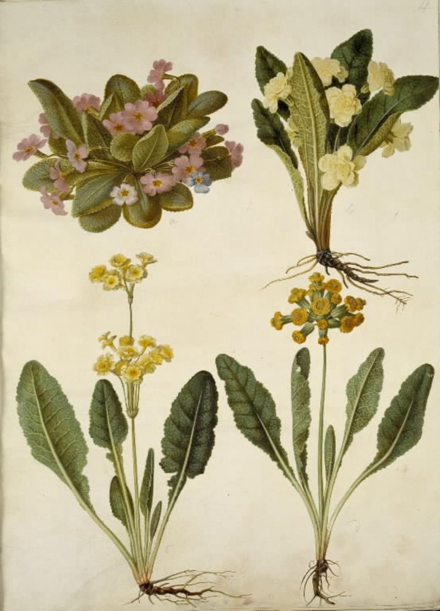 Primula vulgaris (カーニバル カウスリップ); Primula vulgaris (大輪サクラソウのハイブリッド); Primula veris (ホローネック ササゲ ハイブリッド) 作： ハンス・サイモン・ホルツベッカー