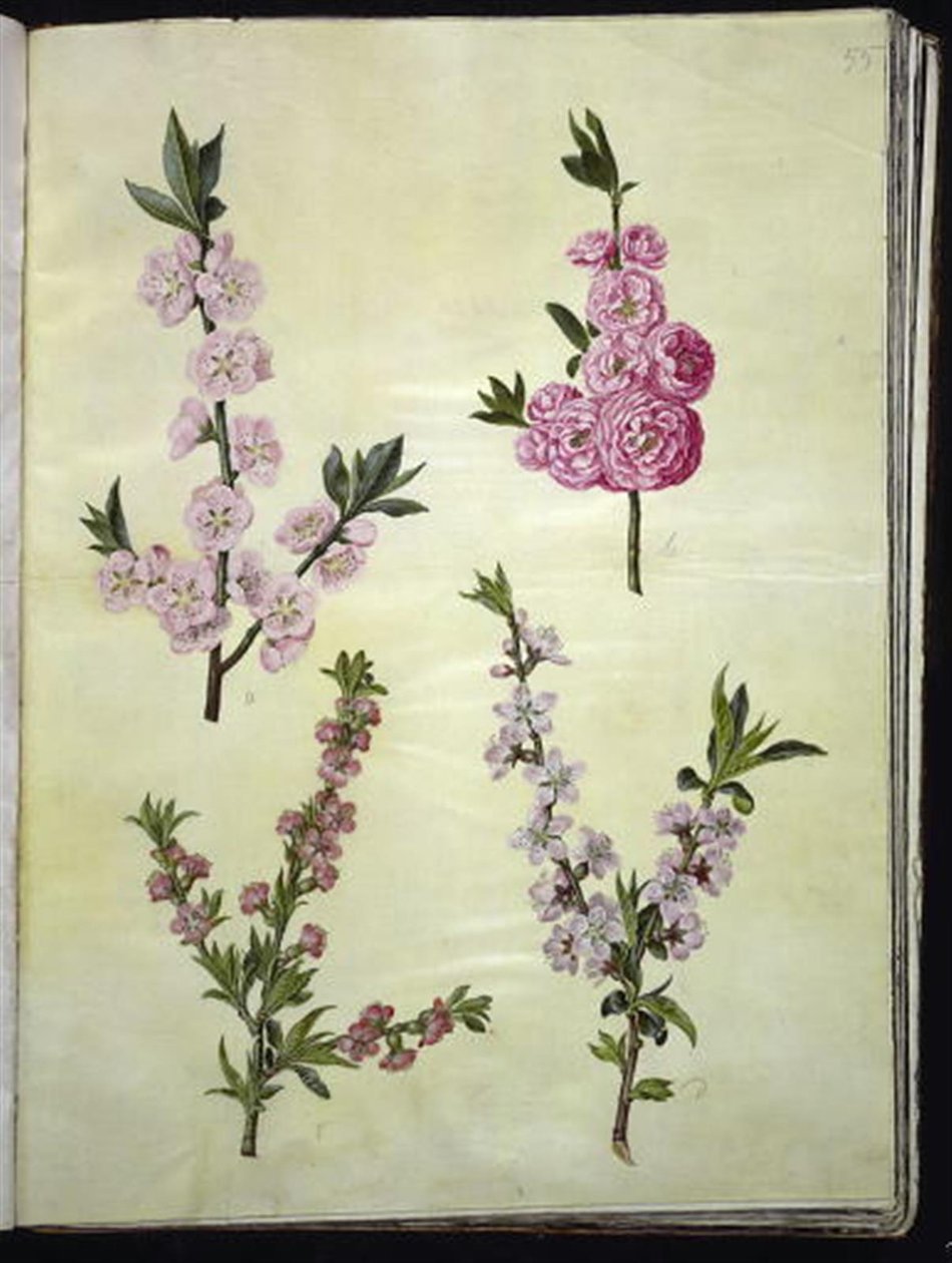 Prunus dulcis (アーモンド); サクラ 作： ハンス・サイモン・ホルツベッカー