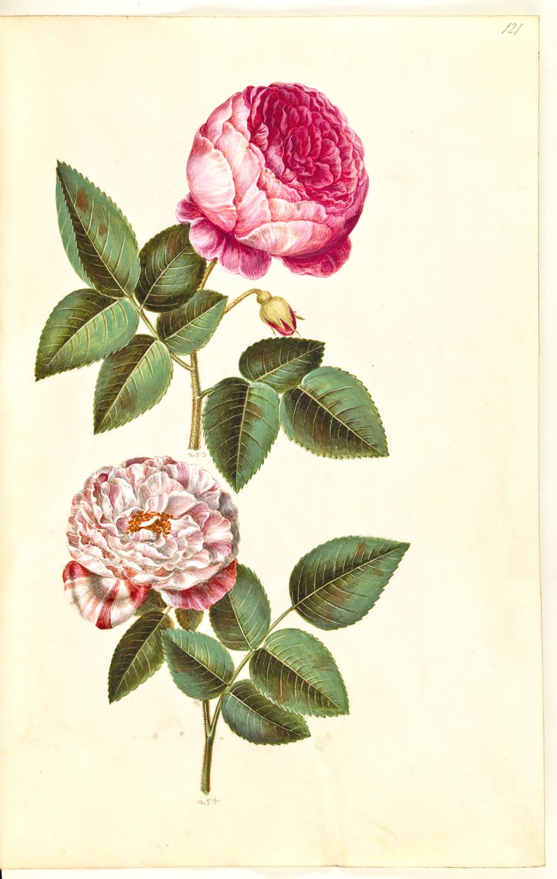 Rosa ×centifolia (centifolia-roses); Rosa gallica versicolor (