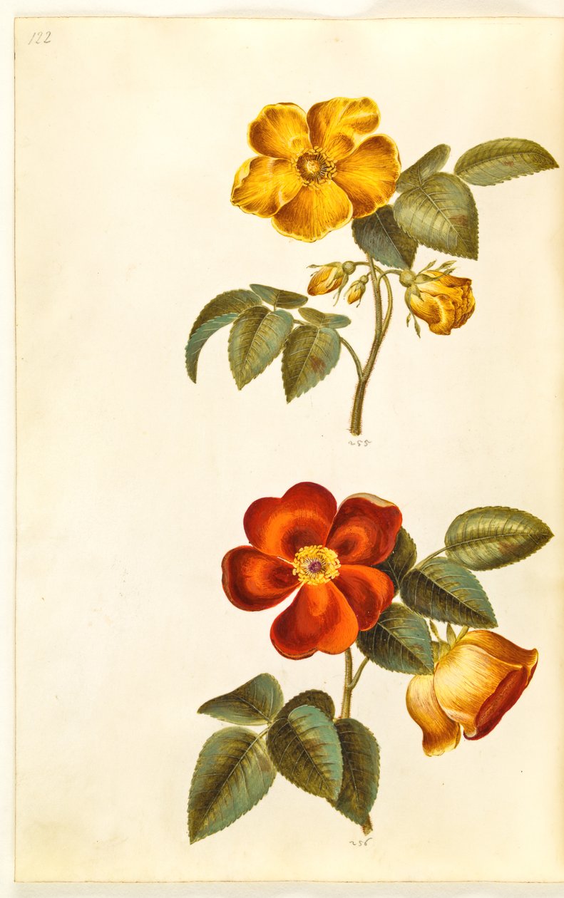 Rosa foetida (黄色いバラ); Rosa foetida（トルコのバラ） 作： ハンス・サイモン・ホルツベッカー