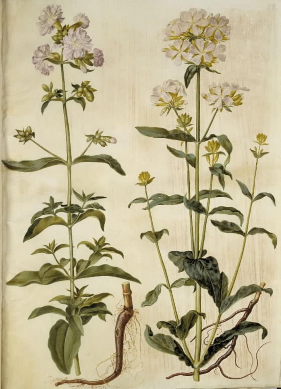 Saponaria officinalis (サボンソウ) 作： ハンス・サイモン・ホルツベッカー