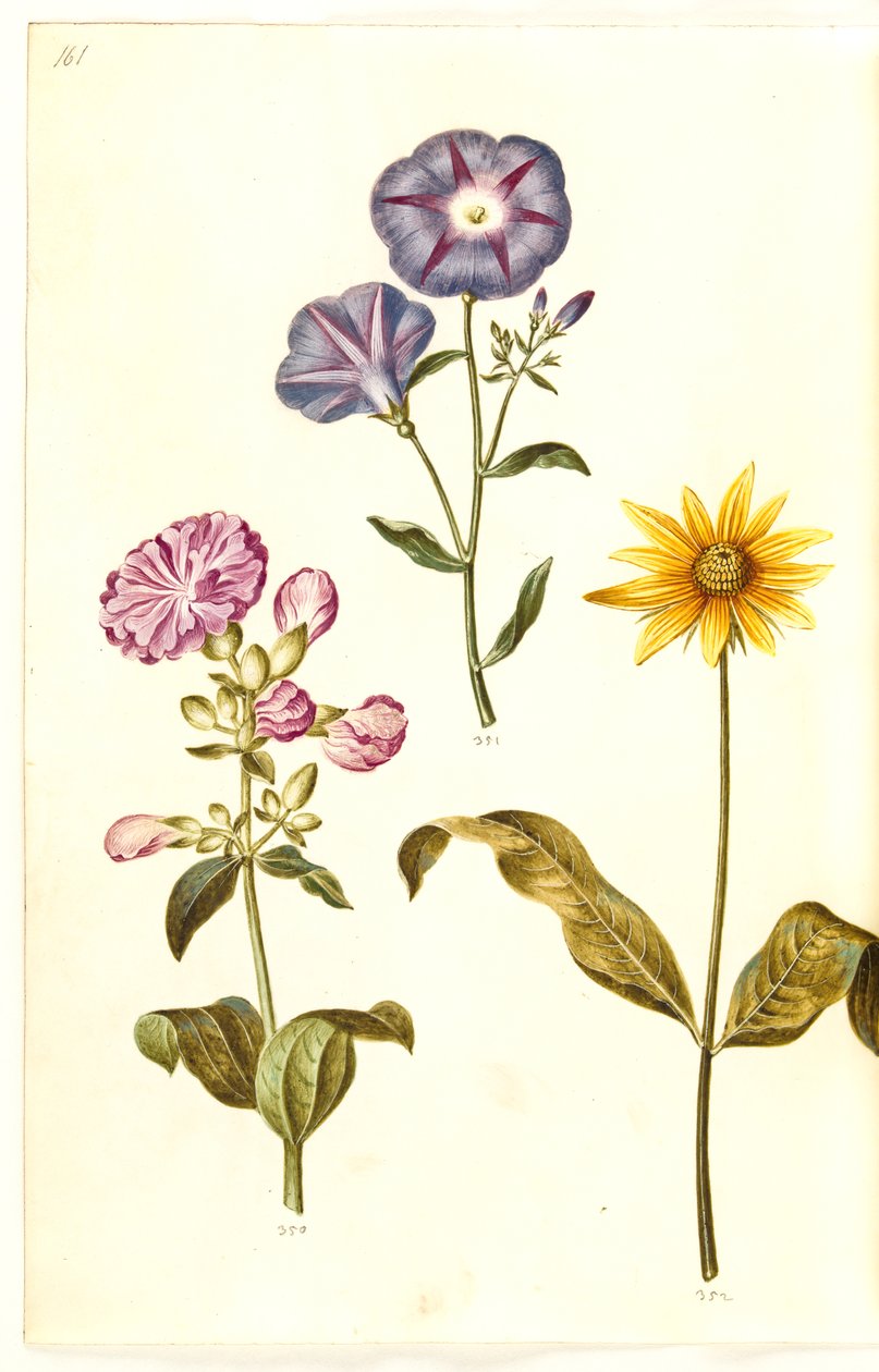 Saponaria officinalis (一般的なサボンソウ); Convolvulus tricolor (乙女のスカート); ヒマワリ（?）（ヒマワリの種） 作： ハンス・サイモン・ホルツベッカー