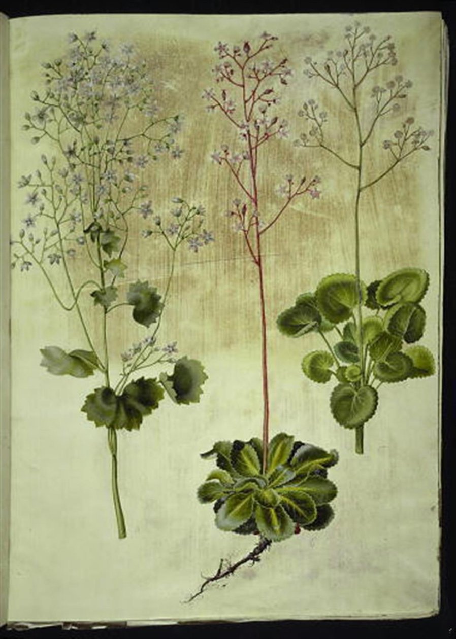 Saxifraga rotundifolia (丸葉のストーンワート); Saxifraga umbrosa (シャドーユキノシタ); Saxifraga geum (磁器の花) 作： ハンス・サイモン・ホルツベッカー