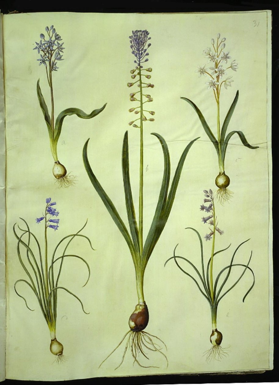シラ・ビフォリア（二葉シラ）; Muscari comosum (夕暮れのヒヤシンス); Brimeura amethystina (ピレネーヒヤシンス) 作： ハンス・サイモン・ホルツベッカー