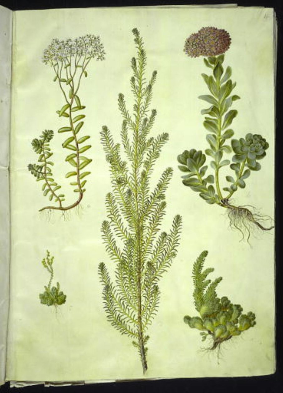 セダムアルバム（白いストーンワート）; Sedum anacampseros (丸葉のストーンワート); セダム（ロックハーブ）; Suaeda vera（ブッシュ・グースフット）; Sedum rupestre (山ツノゴケ) 作： ハンス・サイモン・ホルツベッカー