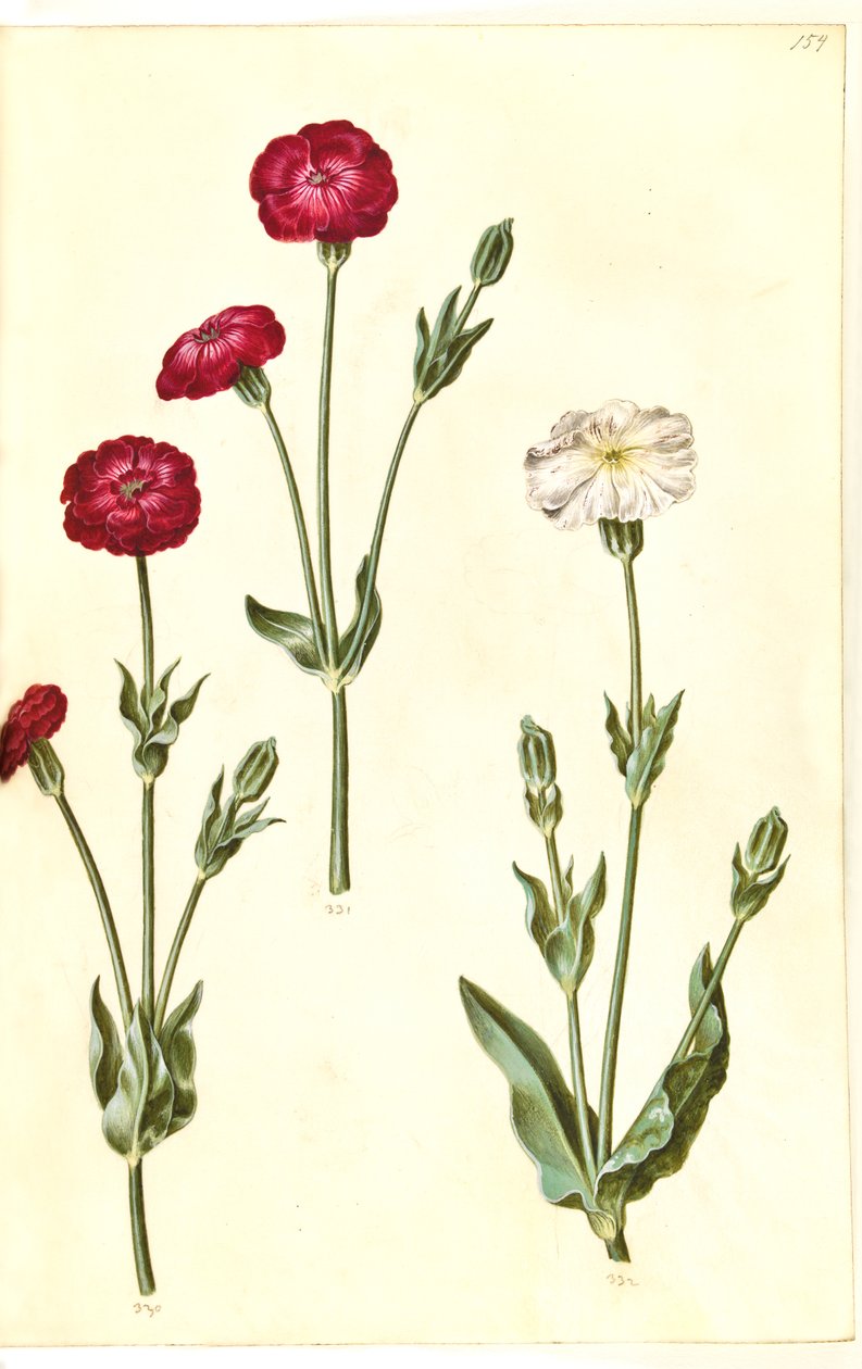 Silene Coronaria（クラウンウニ） 作： ハンス・サイモン・ホルツベッカー