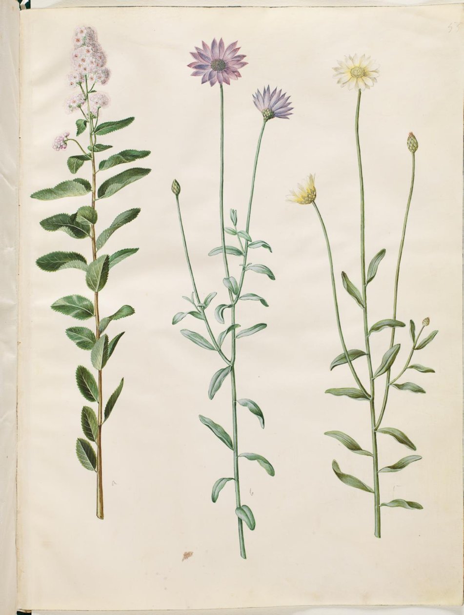 Spiraea salicifolia (pilebladed spirea); カタナンチェ ブルー (blå rasleblomst) 作： ハンス・サイモン・ホルツベッカー