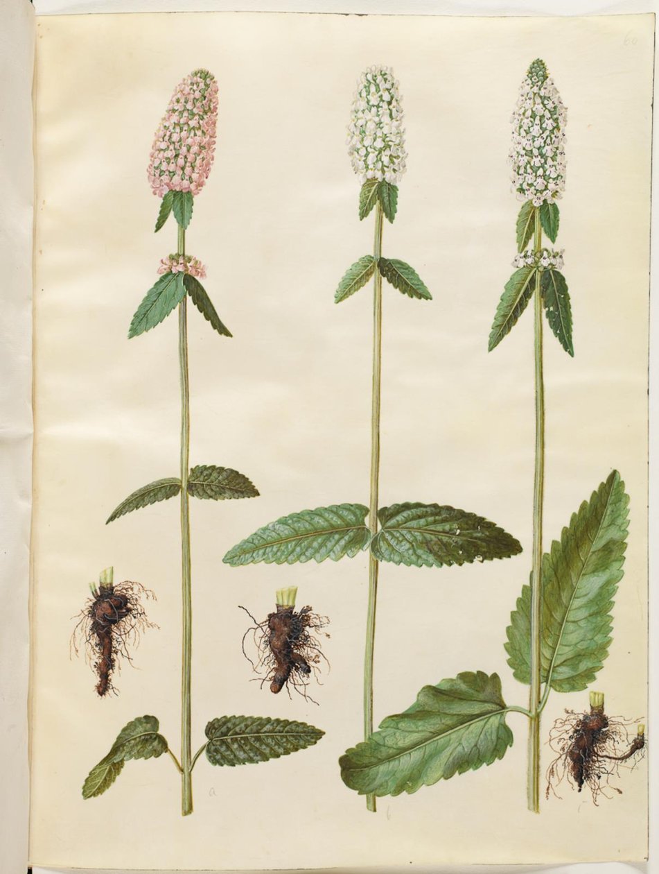 Stachys officinalis (医療ベトニー) 作： ハンス・サイモン・ホルツベッカー