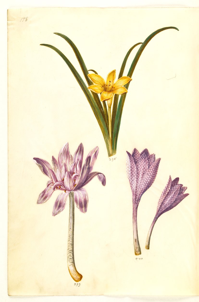 Sternbergia lutea (almindelig sternbergia); Colchicum autumnale (høst-tidløs); Colchicum variegated (plettet tidløs) 作： ハンス・サイモン・ホルツベッカー