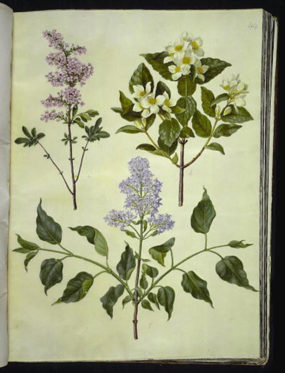 Syringa ×persica (ペルシャのスイバ); フィラデルフス・コロナリウス（香ばしいパイプウッド）; Syringa vulgaris (スイバ) 作： ハンス・サイモン・ホルツベッカー