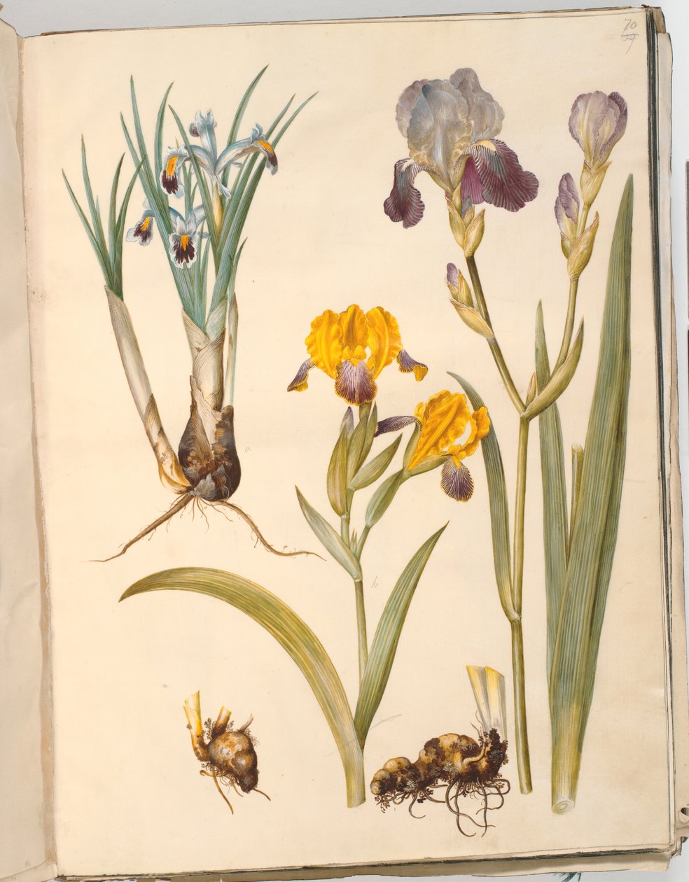 タイトル: Iris persica (ペルシャ アイリス); アイリス・バリエガタ（多彩なアイリス）; アイリス×サンブチーナ（棚菖蒲） 作： ハンス・サイモン・ホルツベッカー