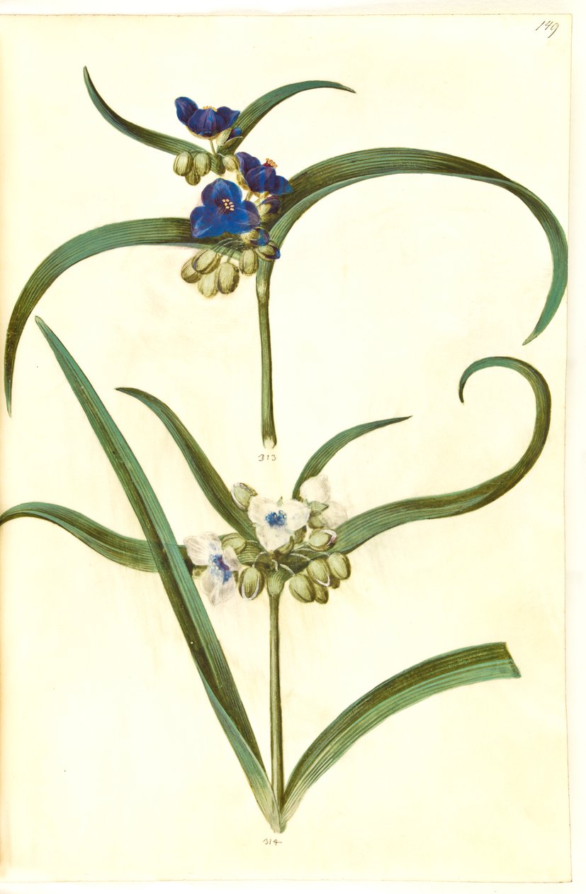 Tradescantia virginiana eller Tradescantia ohiensis (?) (blomsterjøde) 作： ハンス・サイモン・ホルツベッカー