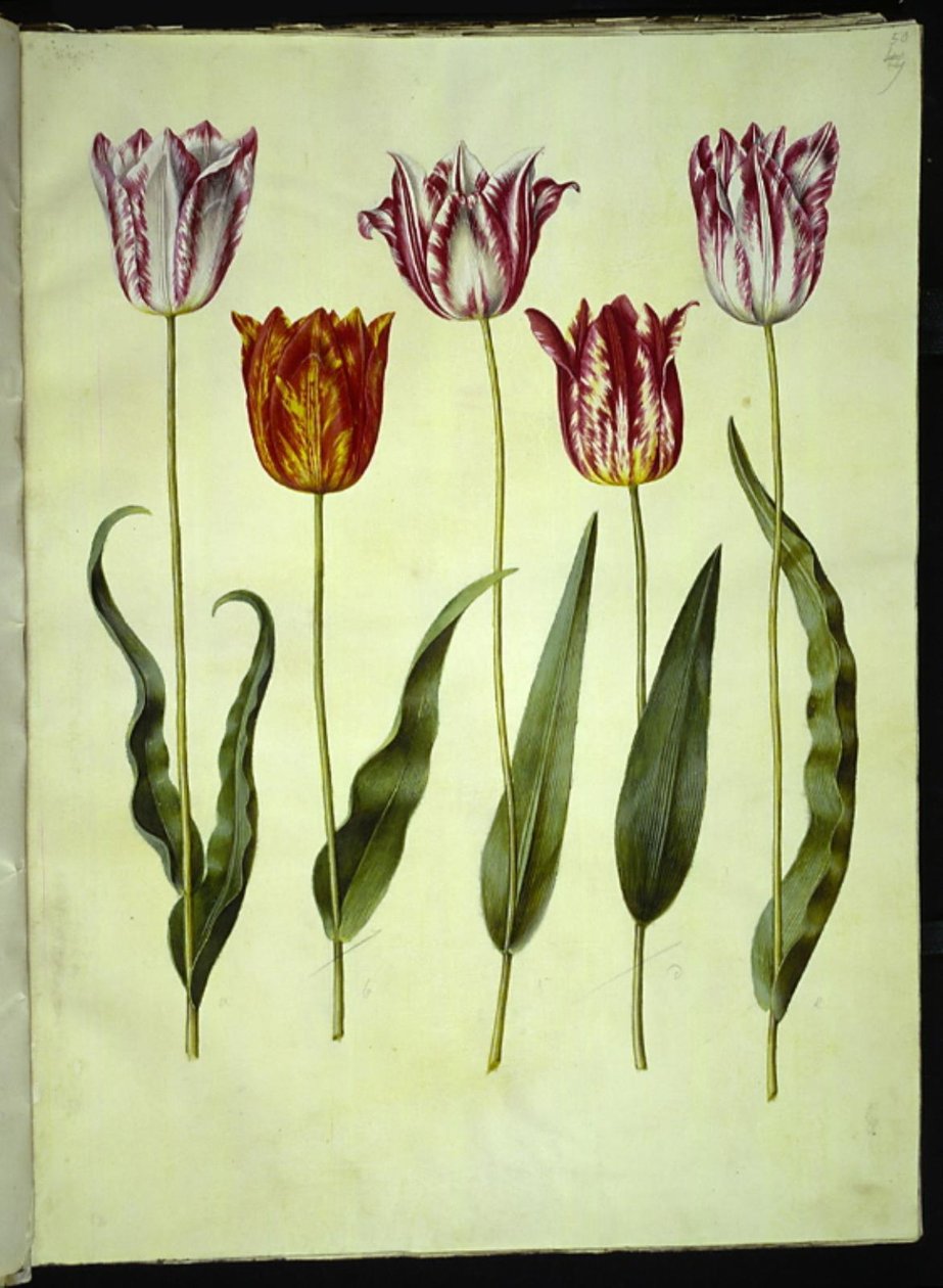 Tulipa gesneriana (have-tulipan) 作： ハンス・サイモン・ホルツベッカー