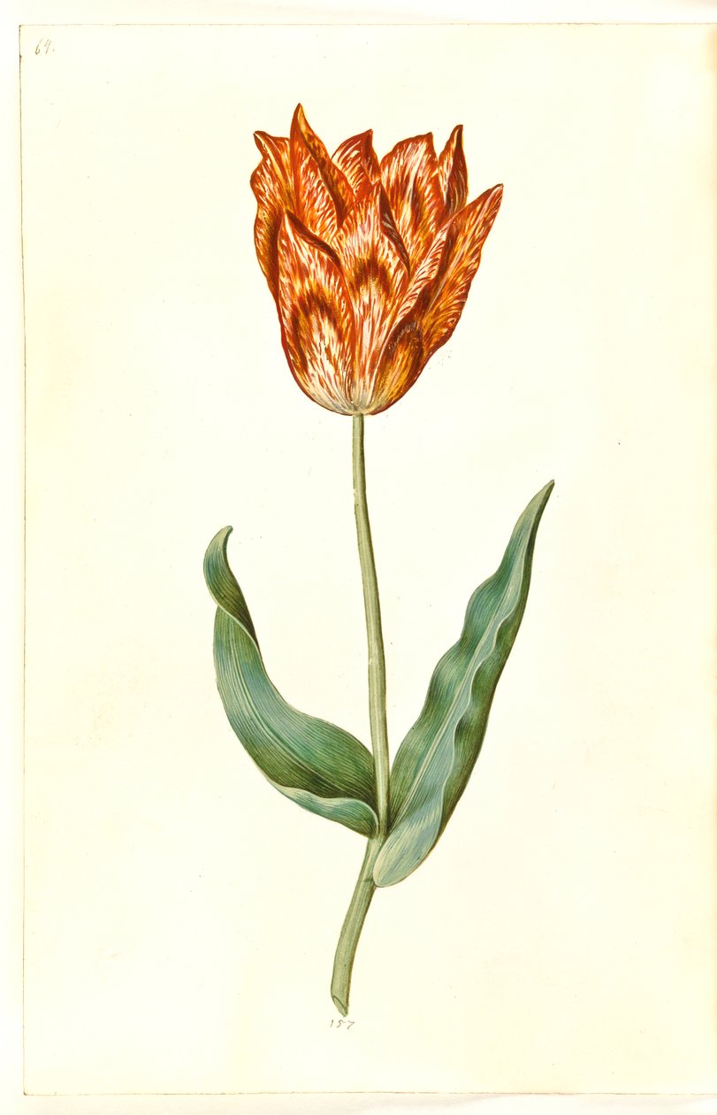 Tulipa gesneriana (have-tulipan) 作： ハンス・サイモン・ホルツベッカー