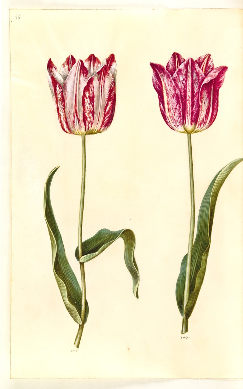 Tulipa gesneriana (have-tulipan) 作： ハンス・サイモン・ホルツベッカー