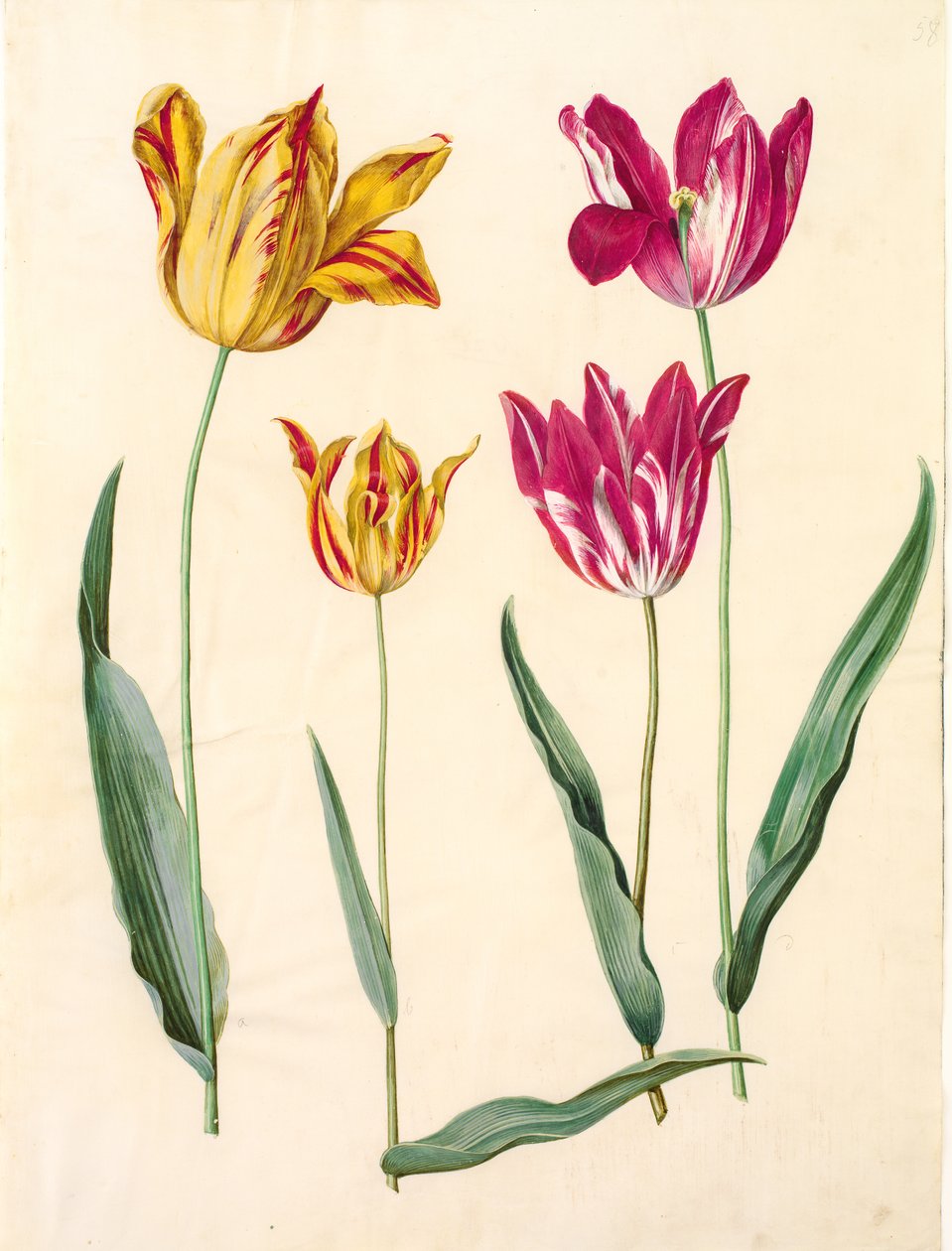 Tulipa gesneriana (have-tulipan) 作： ハンス・サイモン・ホルツベッカー