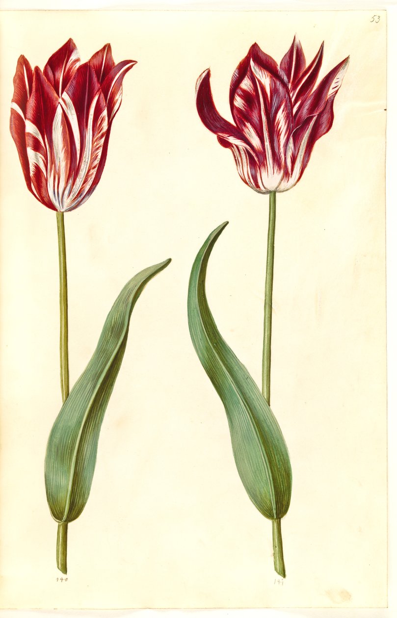 Tulipa gesneriana (have-tulipan) 作： ハンス・サイモン・ホルツベッカー