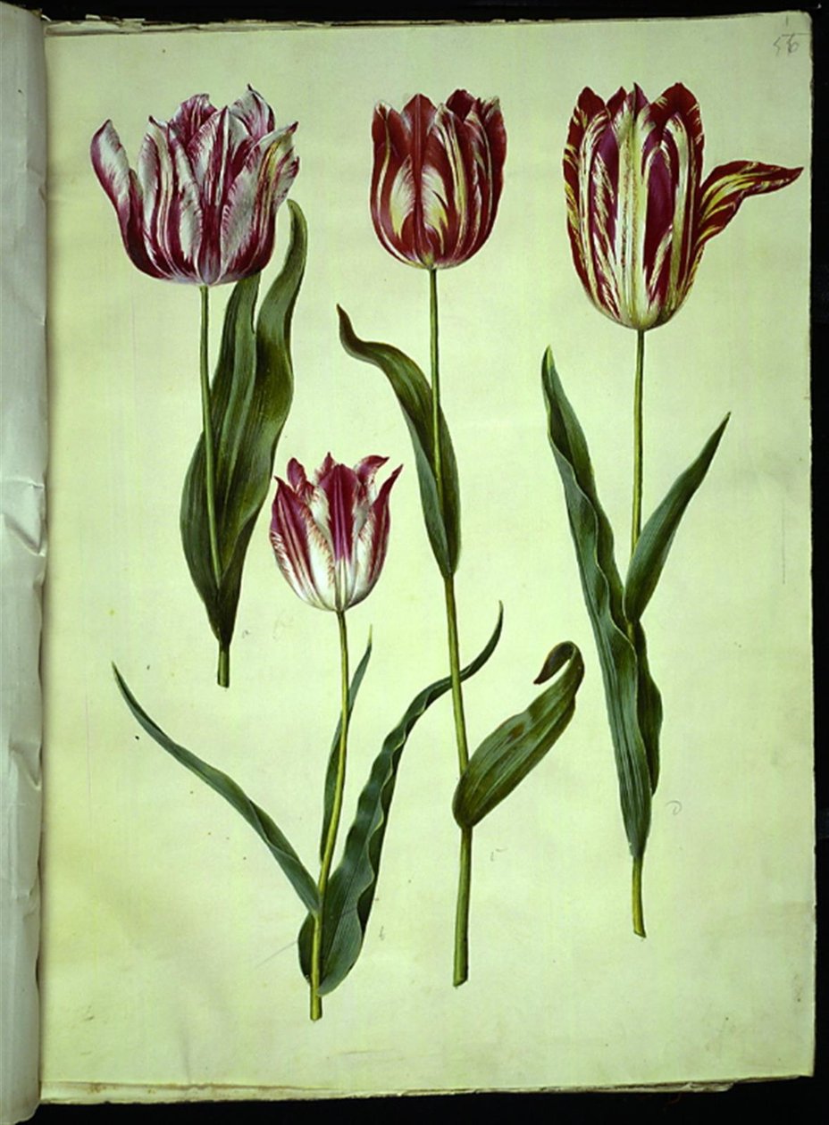 Tulipa gesneriana (have-tulipan) 作： ハンス・サイモン・ホルツベッカー