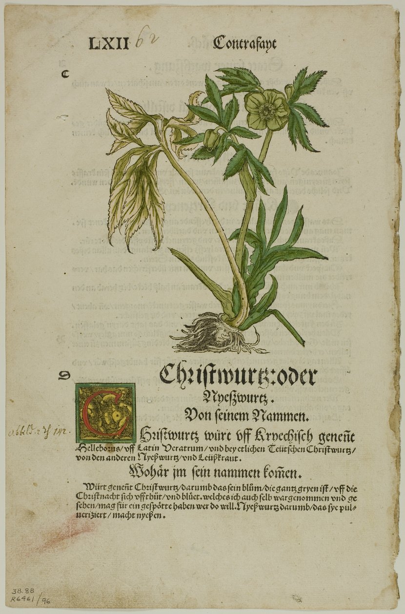 Herbarium (Kräuterbuch) の Christwurz (Hellebore)、16 世紀の本の木版画のプレート 96 作： ハンス・ヴァイディッツII