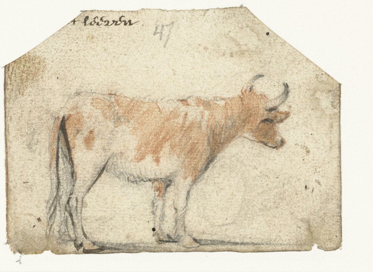 牛、横から 作： Harmen ter Borch