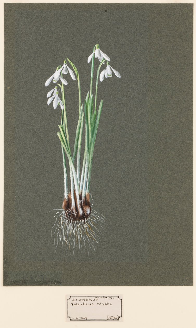 Galanthus nivalis L. Snowdrop、c1903 -1915。 作： ハロルド・ドリンクウォーター