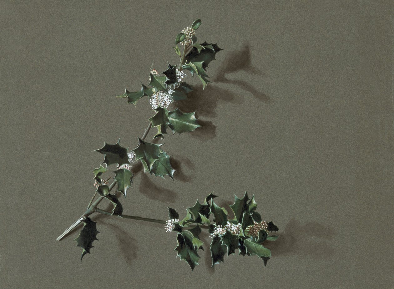 Ilex aquifolium L. Common Holly、c1870-1920。 作： ハロルド・ドリンクウォーター
