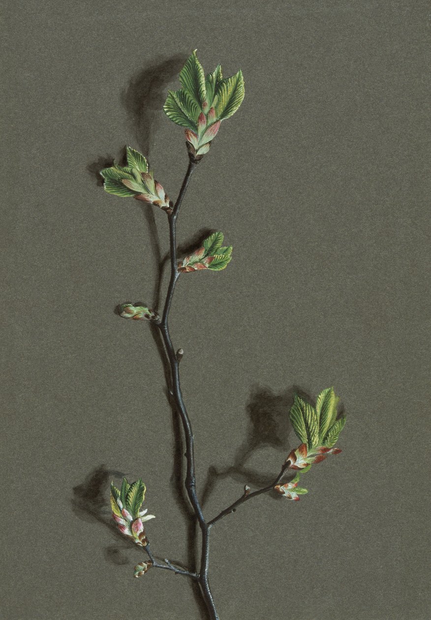 Ulmus glabra Huds Wych Elm、c1870-1920。 作： ハロルド・ドリンクウォーター