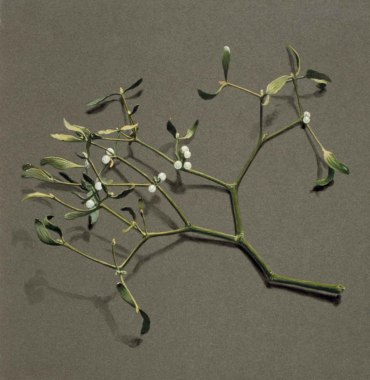 Viscum white L Mistletoe、c1870-1920。 作： ハロルド・ドリンクウォーター