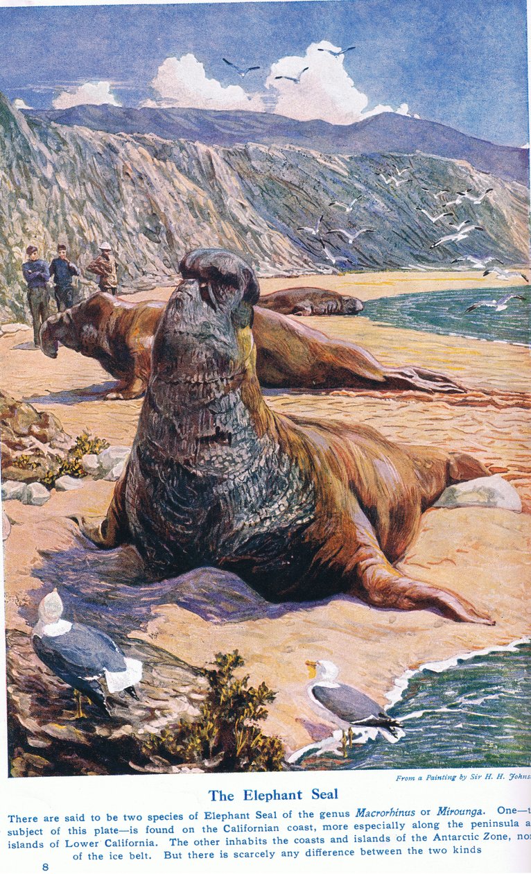 象のアザラシ、「陸と海の不思議」のイラスト、1914年、ロンドン、カッセルから発行 作： ハリー・ハミルトン・ジョンストン
