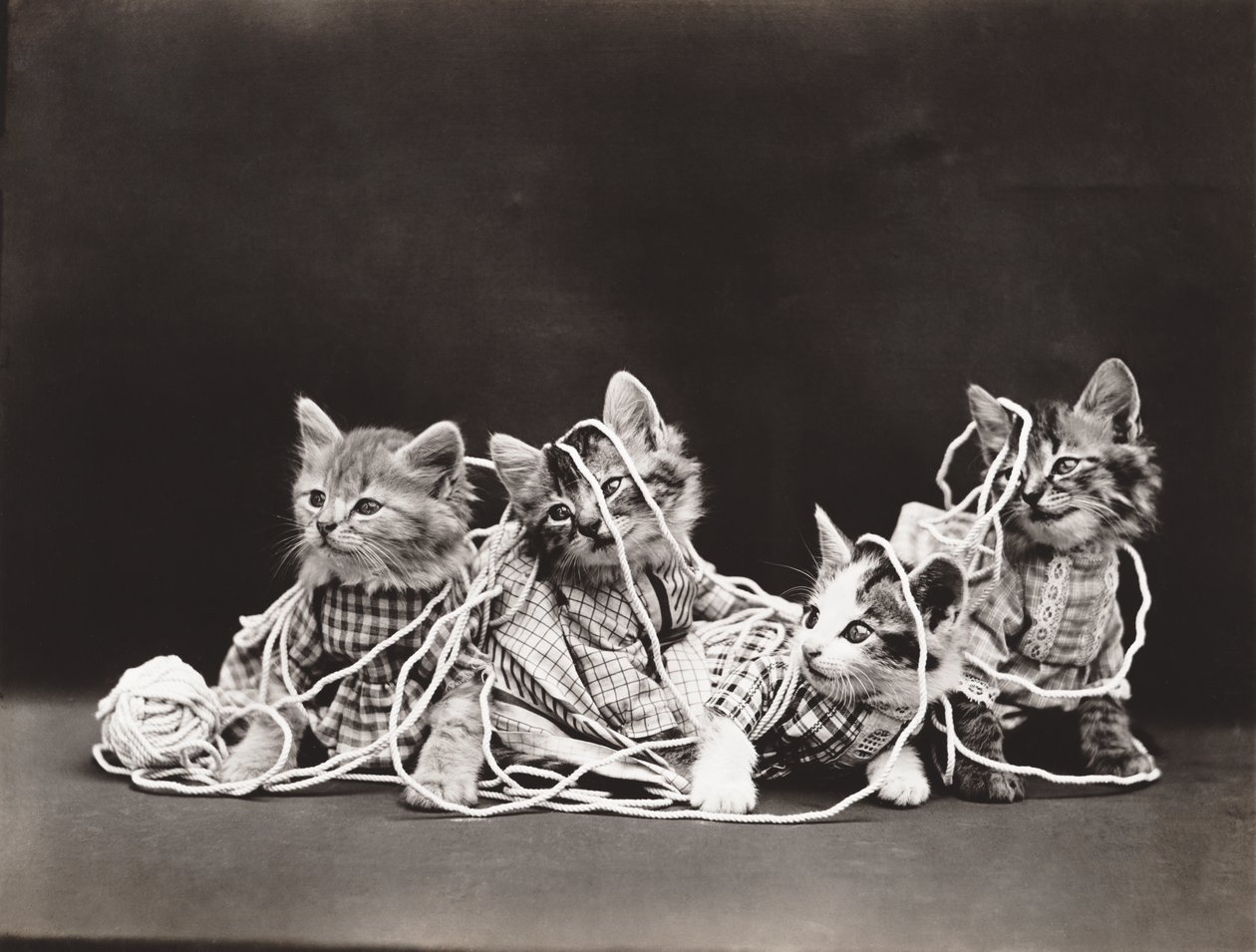 子猫シリーズ：毛糸のもつれ 1914年頃（シルバープリント） 作： ハリー・ウィッティア・フリーズ