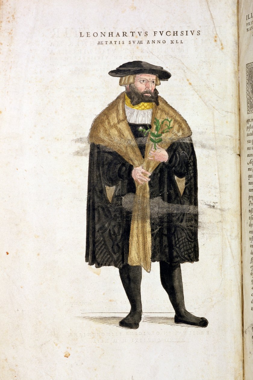著者の肖像41歳、「De Historia Stirpium Commentarii Insignes」、Leonard Fuchs（1501-66）、Rudolphe Speckle（d.1550）によって彫刻、1542年に出版 作： ハインリッヒアンドマイヤー、アルバートフルモーラー