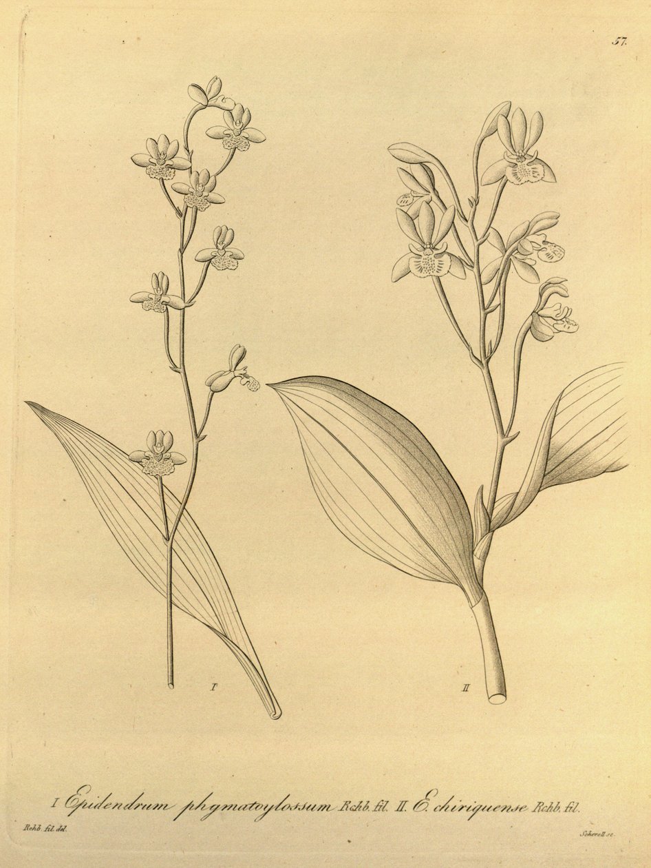 Prosthechea varicosa（syn。Epidendrum phymatoglossumおよびEpidendrum chiriquenseとして）のイラスト 作： ハインリッヒグスタフライヘンバッハ