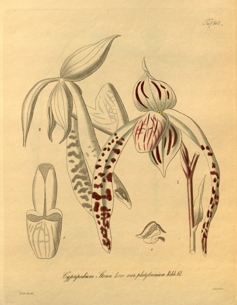 このファイルは、Biodiversity Heritage Library から取得され、biodiversitylibrary.org/page/698357 でオンラインで入手できます。 作： ハインリッヒグスタフライヘンバッハ