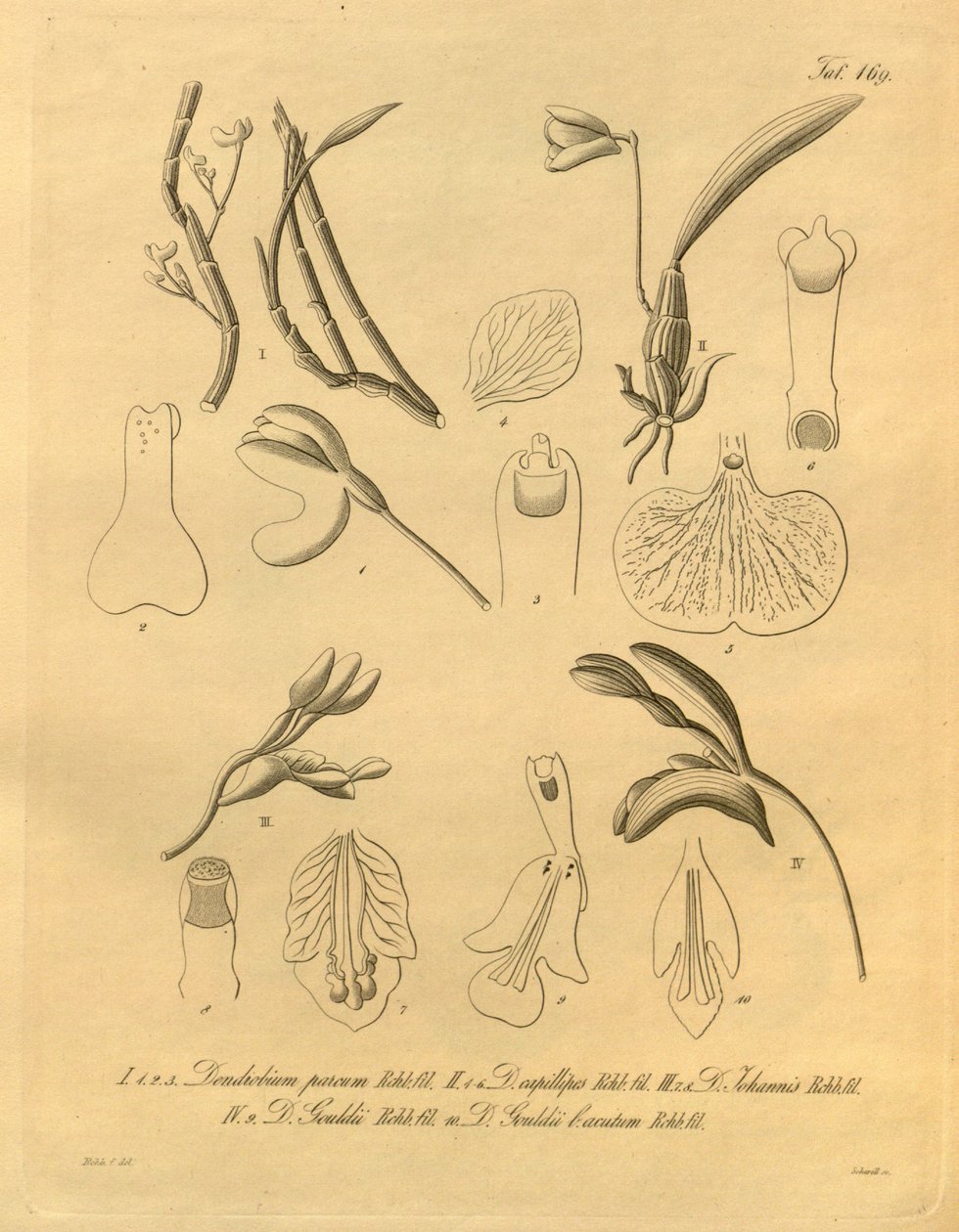 このファイルは、Biodiversity Heritage Library から取得され、biodiversitylibrary.org/page/698365 でオンラインで入手できます。 作： ハインリッヒグスタフライヘンバッハ