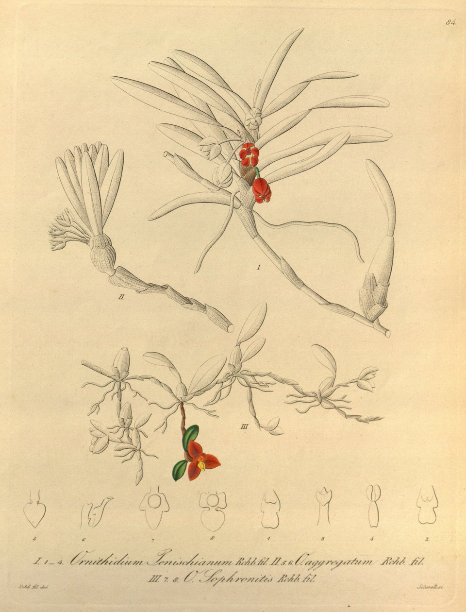 このファイルは、Biodiversity Heritage Library から取得され、biodiversitylibrary.org/page/696484 でオンラインで入手できます。 作： ハインリッヒグスタフライヘンバッハ