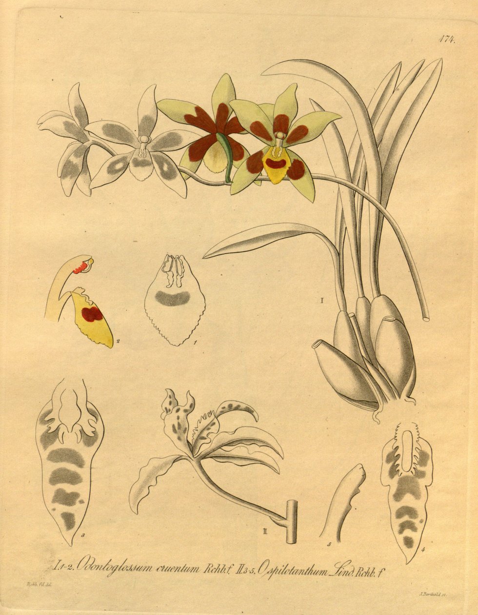 このファイルは、Biodiversity Heritage Library から取得され、biodiversitylibrary.org/page/698370 でオンラインで入手できます。 作： ハインリッヒグスタフライヘンバッハ