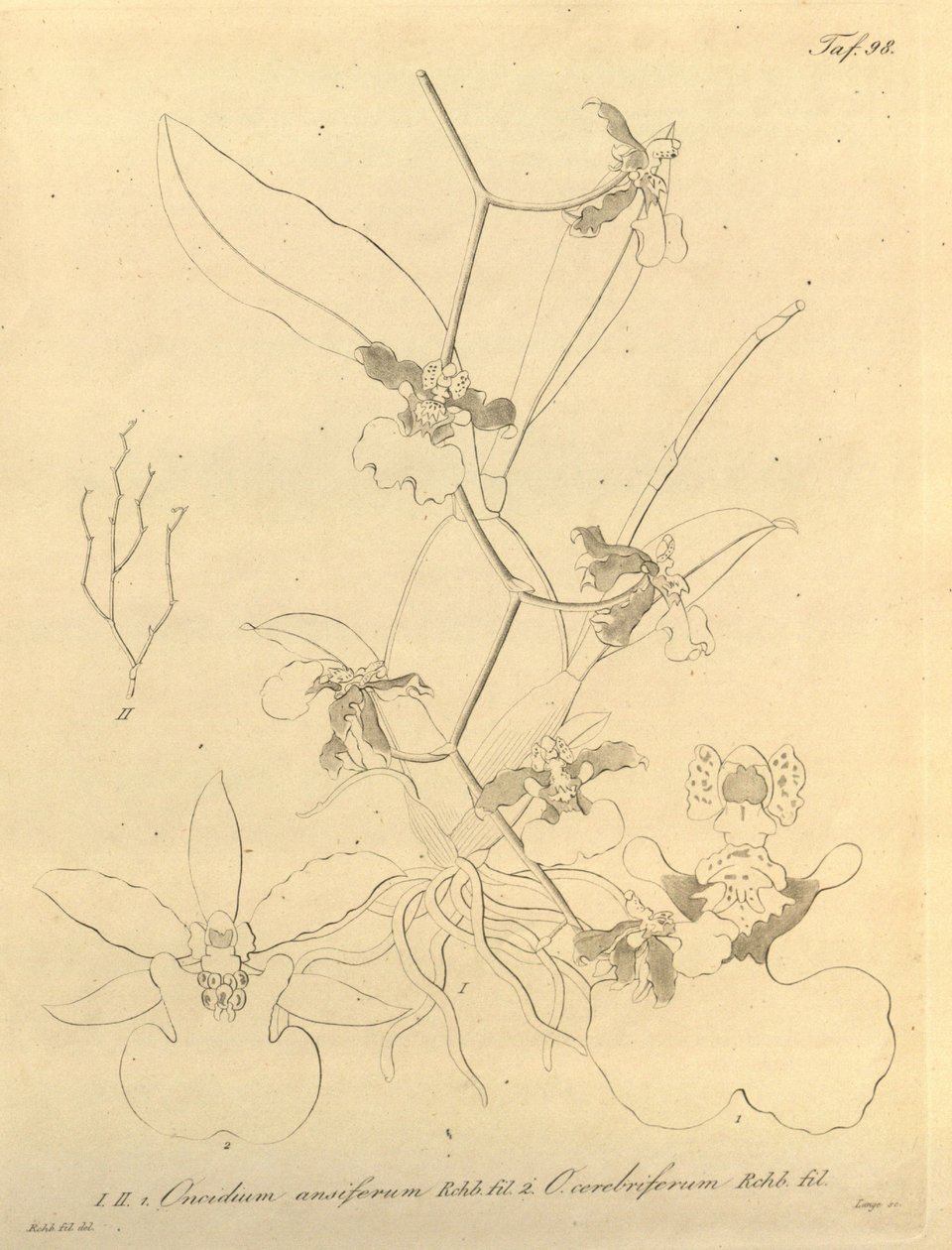 このファイルは、Biodiversity Heritage Library から取得され、biodiversitylibrary.org/page/696498 でオンラインで入手できます。 作： ハインリッヒグスタフライヘンバッハ