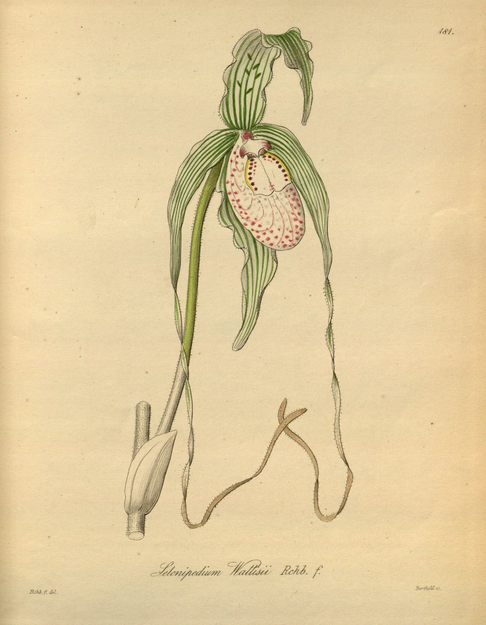 このファイルは、Biodiversity Heritage Library から取得され、biodiversitylibrary.org/page/698377 でオンラインで入手できます。 作： ハインリッヒグスタフライヘンバッハ