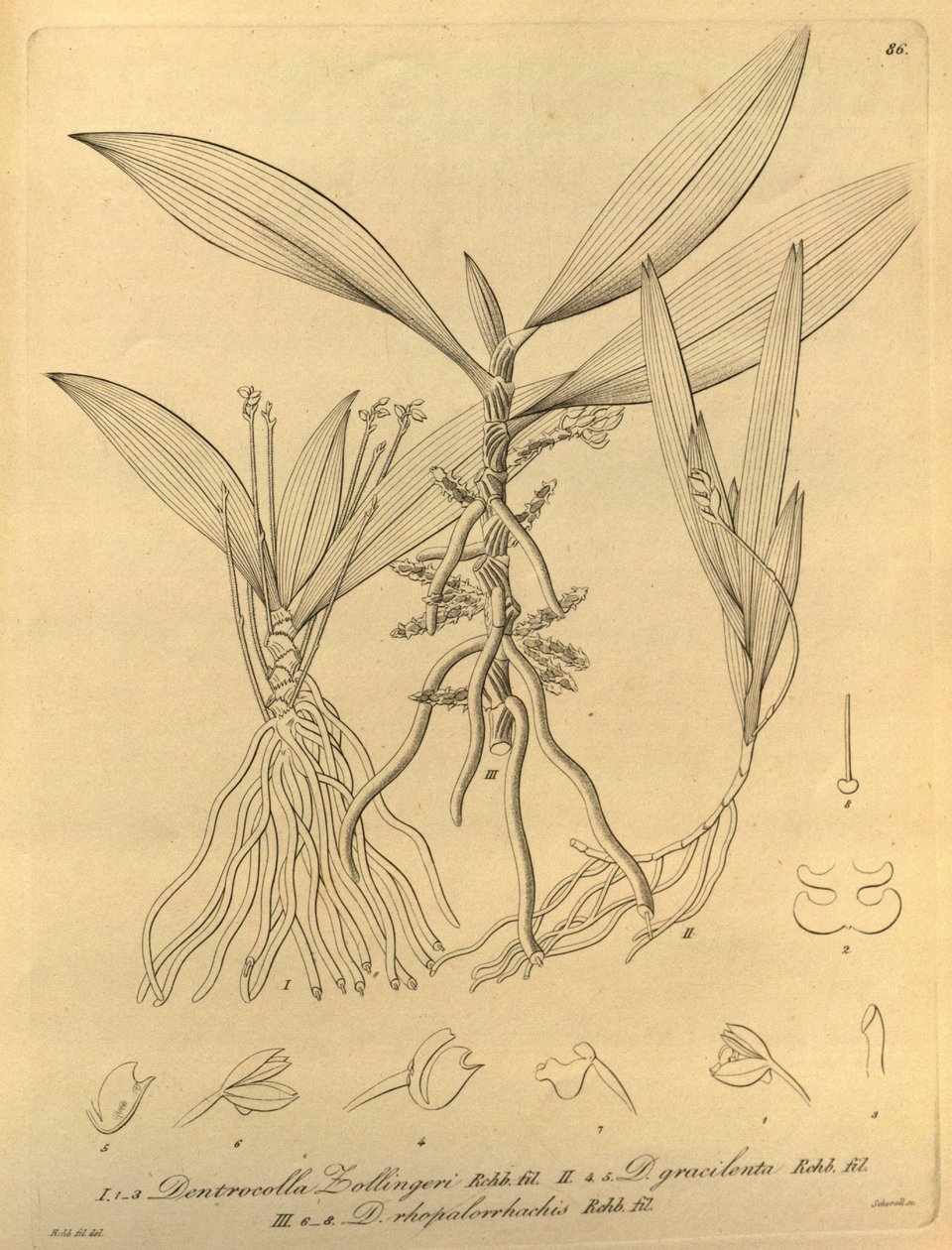 このファイルは、Biodiversity Heritage Library から取得され、biodiversitylibrary.org/page/696486 でオンラインで入手できます。 作： ハインリッヒグスタフライヘンバッハ