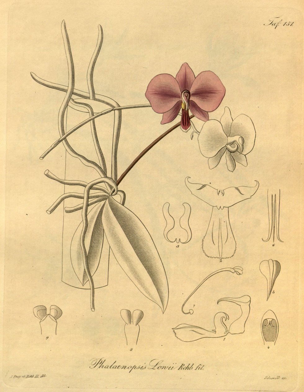 このファイルは、Biodiversity Heritage Library から取得され、biodiversitylibrary.org/page/698347 でオンラインで入手できます。 作： ハインリッヒグスタフライヘンバッハ