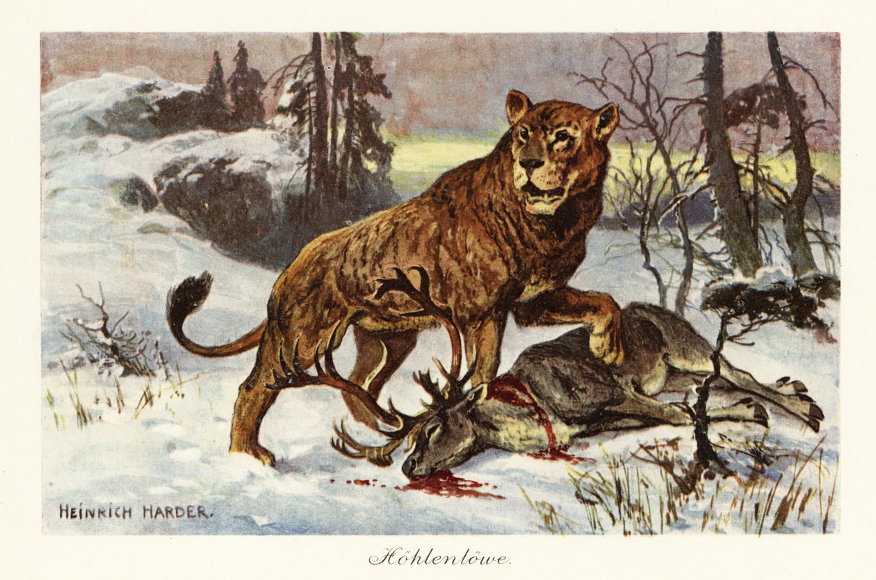 ユーラシアの洞窟ライオン、Panthera spelaea、1908 年 (版画) 作： ヘンリーハーダー