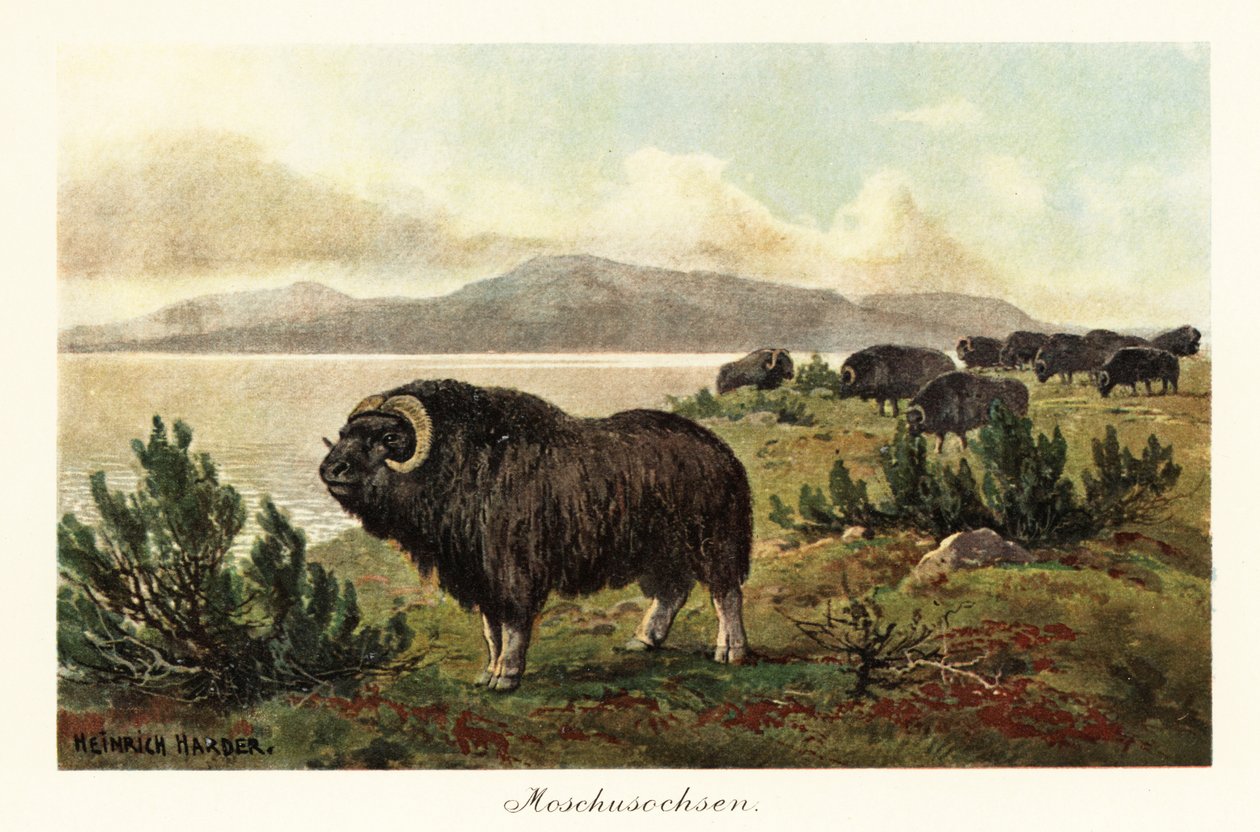 Muskox またはジャコウウシ、Ovibos moschatus。、1908 年 (版画) 作： ヘンリーハーダー